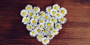 Daisies in the shape of a heart