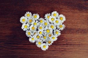 Daisies in the shape of a heart