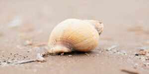 Shell on the beach