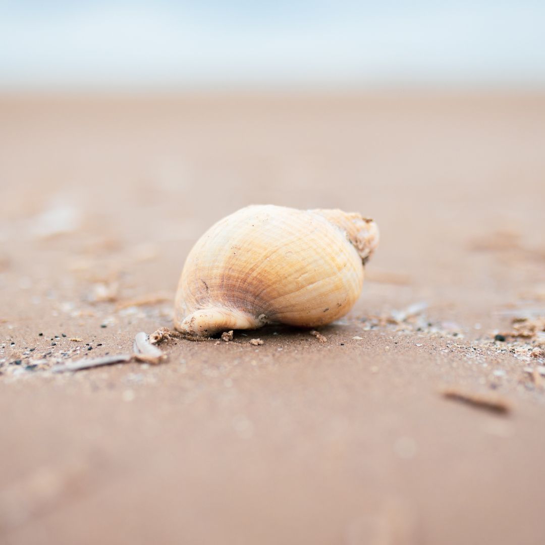 Shell on the beach